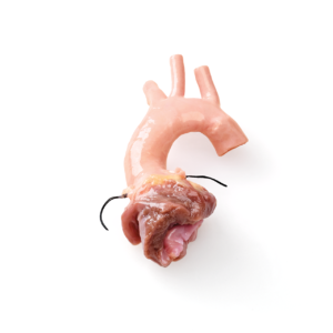 Valve aortique avec conduit, ≥ 26mm