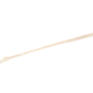 Semitendinosus Tendon, Irradiated