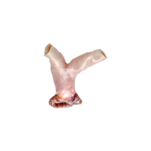 Pulmonary Artery Conduit with Muscular Skirt