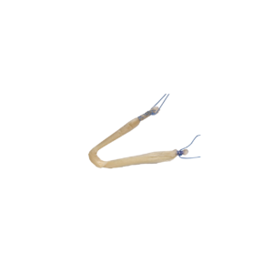 Presutured Lateral Ankle Tendon, Irradiated