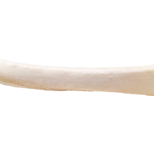 Rib, Freeze-Dried, 60-115mm