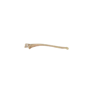 Whole Left Ulna, Aseptic, Frozen