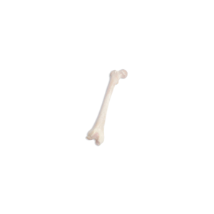 Left Femoral Head, Aseptic, Frozen