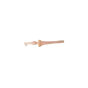 Whole Right Tibia, Aseptic, Frozen